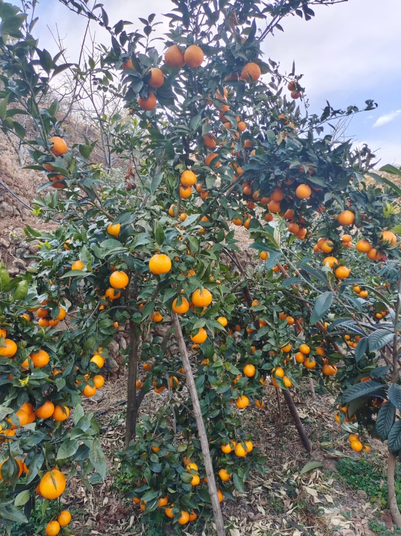 黄果柑