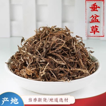 寻百草垂盆草中药材新货垂盆草干药现货批发