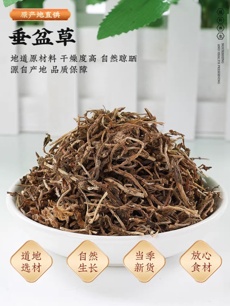 寻百草垂盆草中药材新货垂盆草干药现货批发