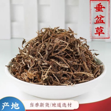 寻百草垂盆草中药材新货垂盆草干药现货批发