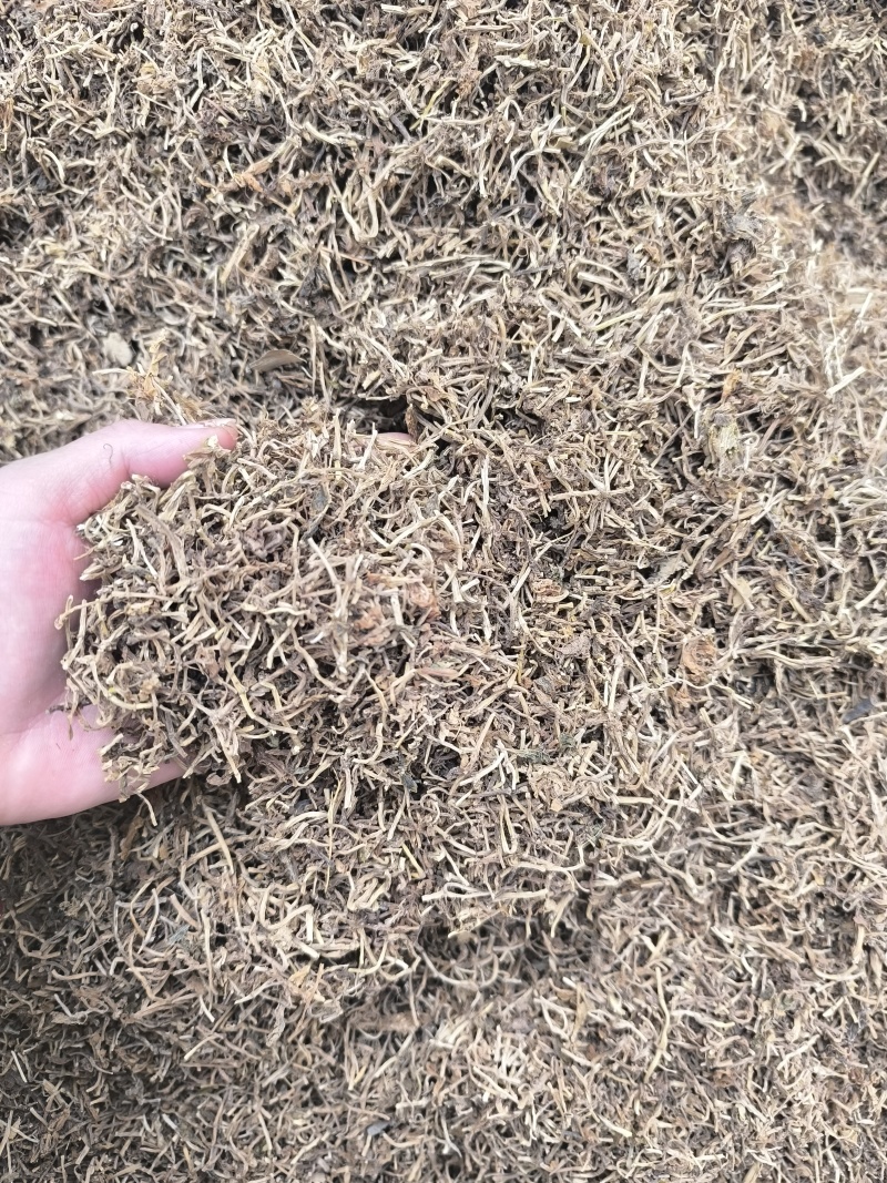 寻百草垂盆草中药材新货垂盆草干药现货批发