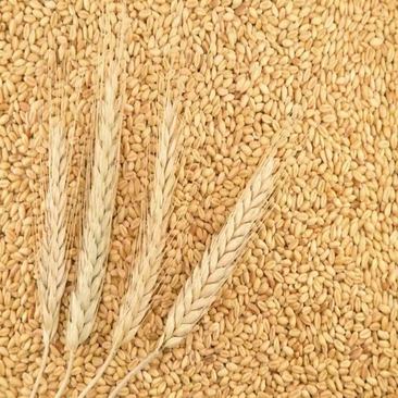 【实力商家】河南小麦产量大优质小麦颗颗饱满价格随行就市