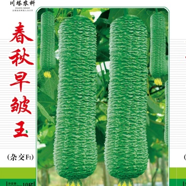 丝瓜种子春秋早皱王川塔皱皮丝瓜新品种早熟瓜码密高产