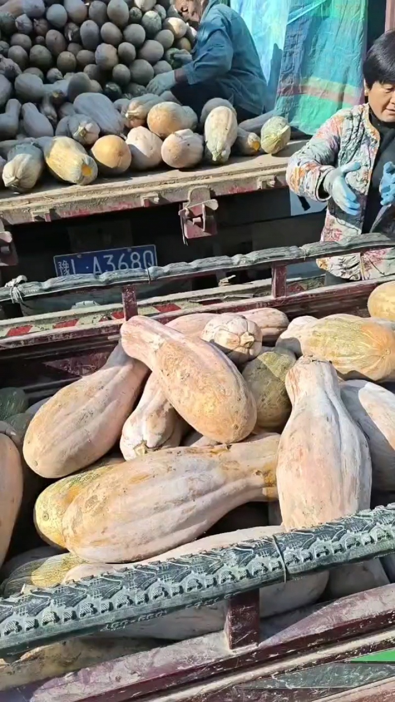 养殖南瓜大量现货供应需要的老板联系可以喂猪喂牛喂羊喂鸡鸭