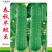 丝瓜种子春秋早皱王川塔皱皮丝瓜新品种早熟瓜码密高产
