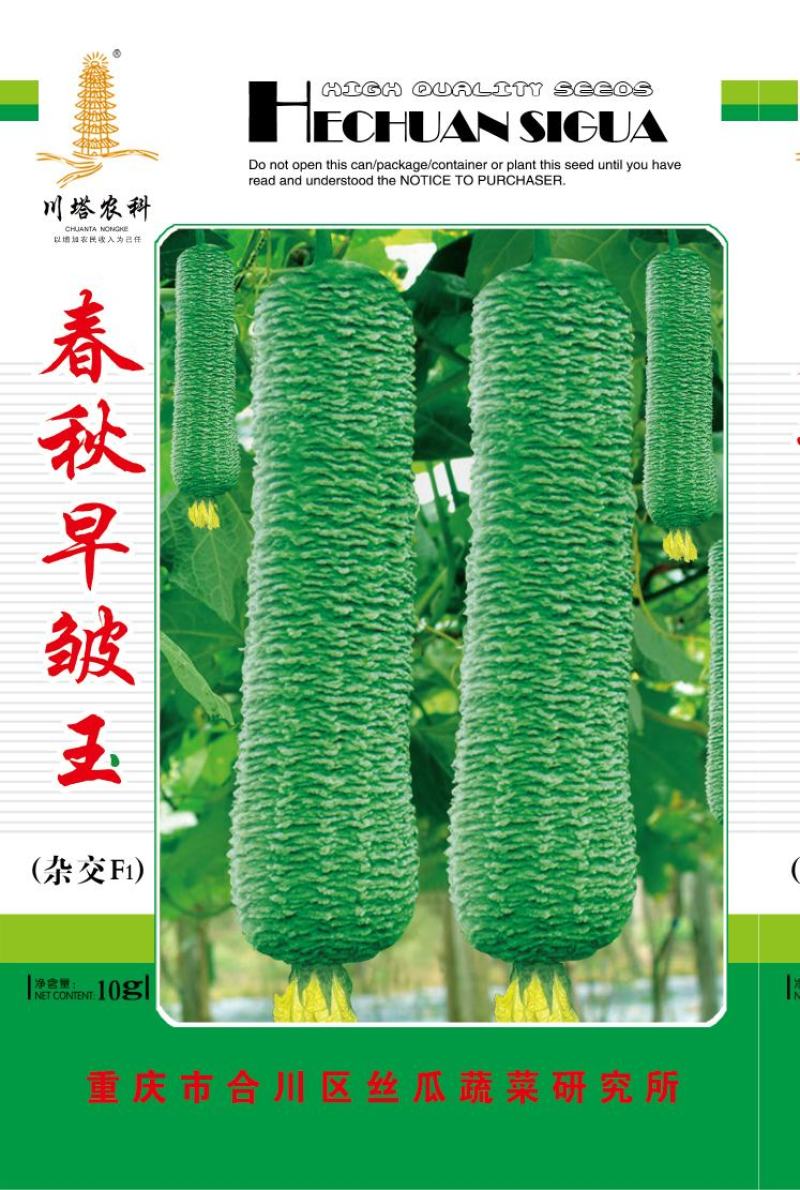 丝瓜种子春秋早皱王川塔皱皮丝瓜新品种早熟瓜码密高产
