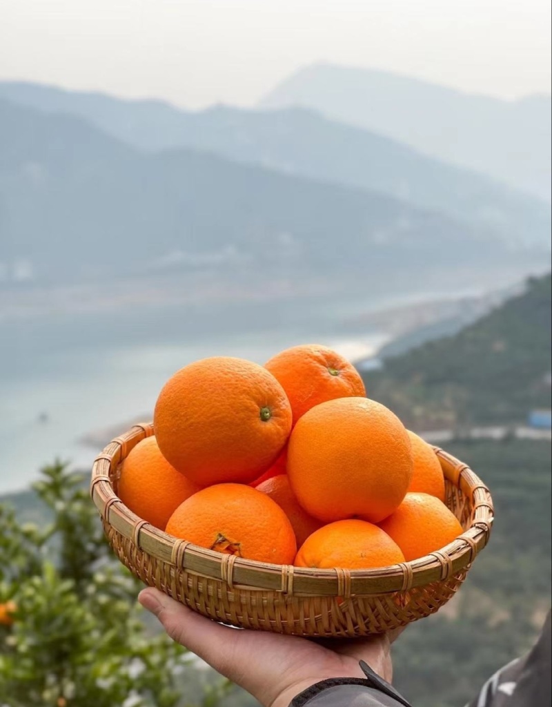 【推荐】湖北伦晚脐橙，甜蜜多汁，供应市场商超电商