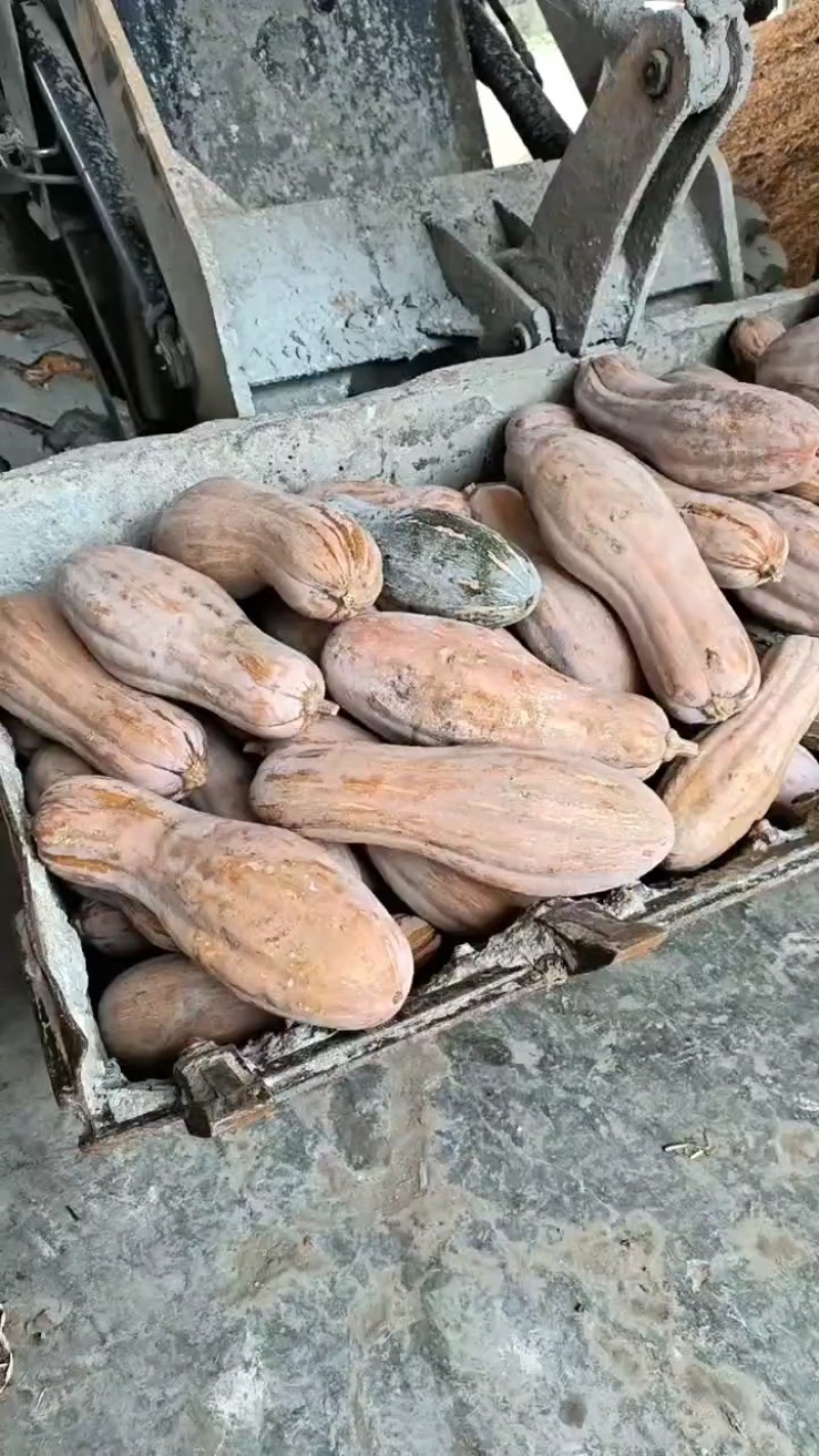 养殖南瓜大量现货供应需要的老板联系可以喂猪喂牛喂羊喂鸡鸭