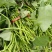 商薯19红薯苗，床苗西瓜红红薯苗，大田西瓜红红薯苗，龙9