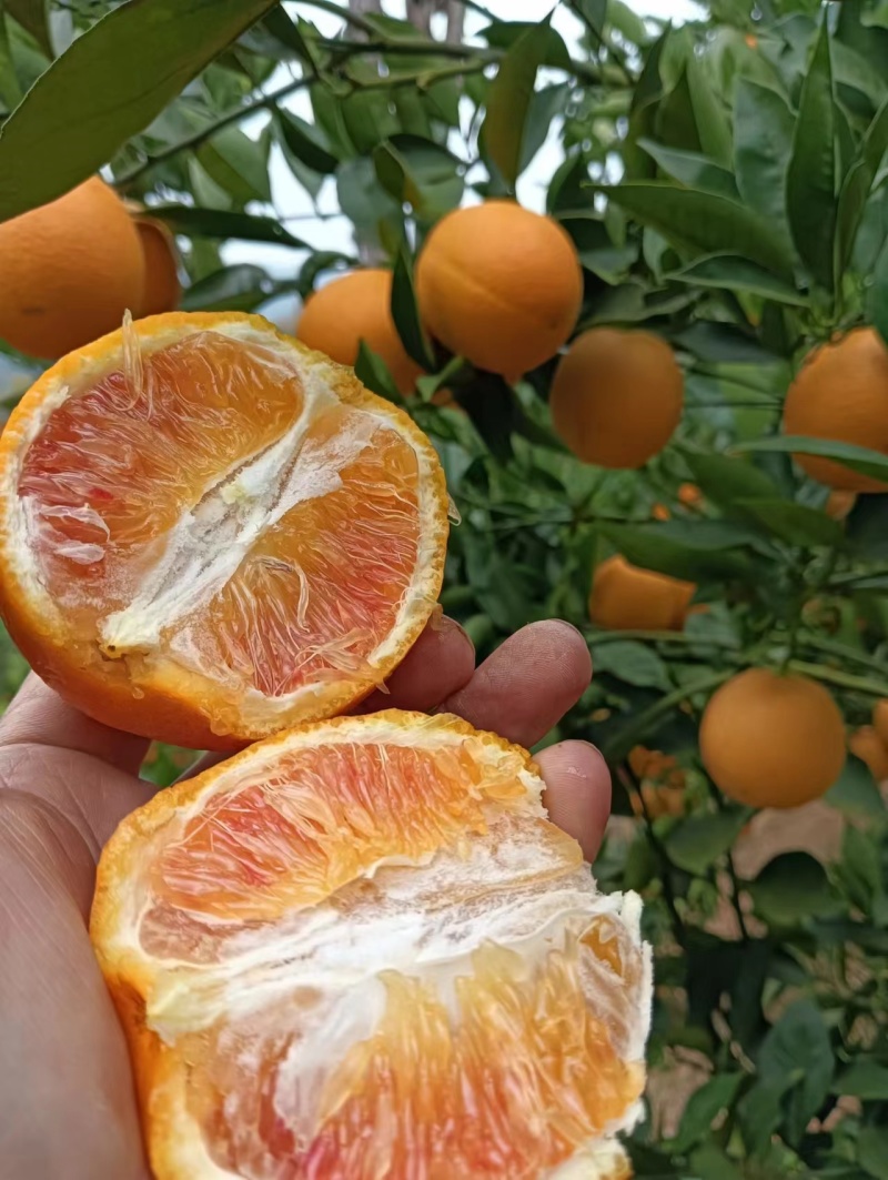 塔罗科血橙