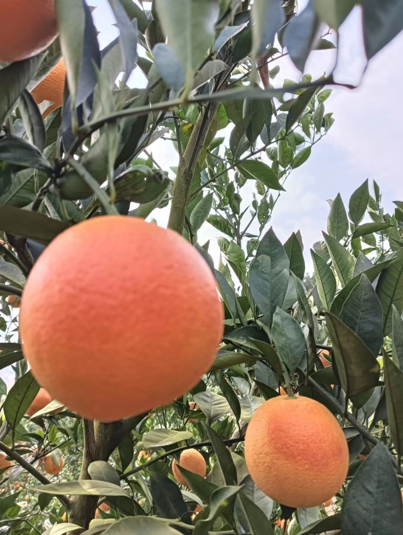 塔罗科血橙
