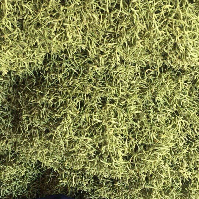 百花一号金银花苗