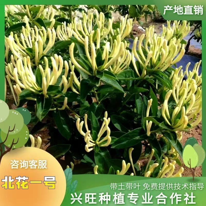 百花一号金银花苗