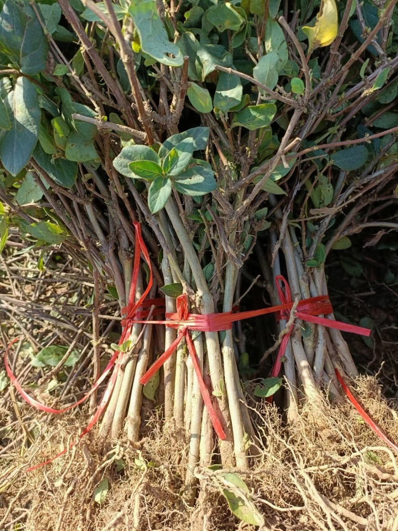 百花一号金银花苗