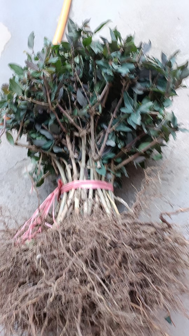 百花一号金银花苗