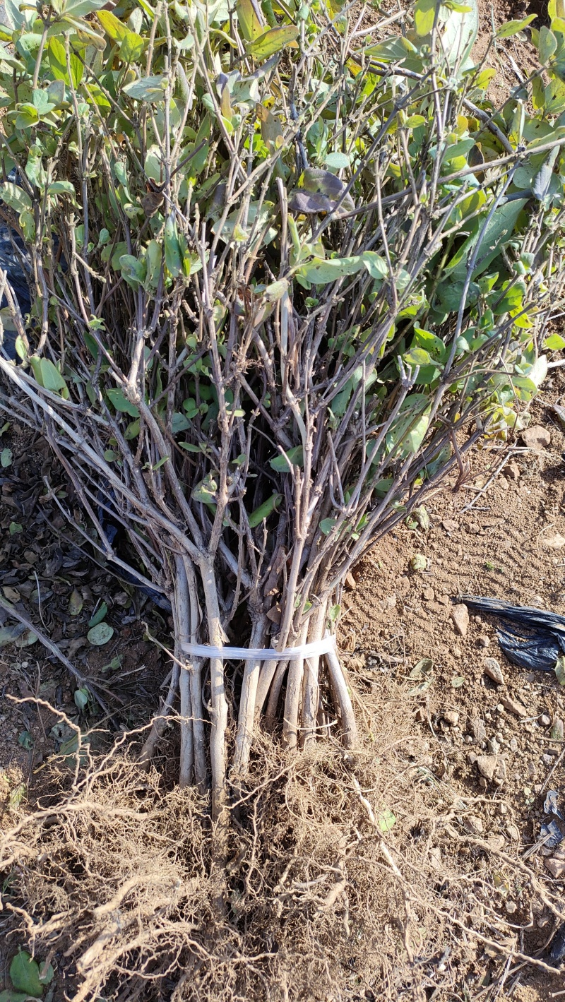 百花一号金银花苗