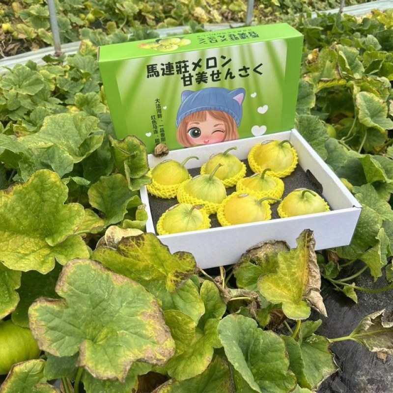 马连庄甜瓜少量上市了！