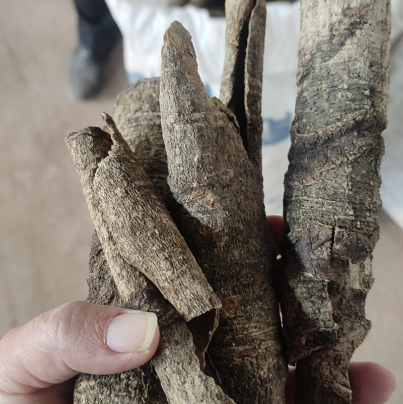 【优选】中药材救必应福建龙岩诚信经营批发零售大量货源