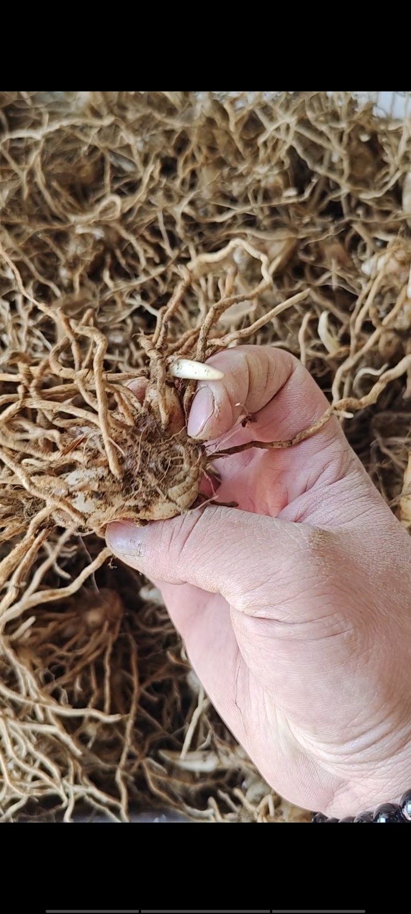 紫花三叉宽叶白及品种，现取现发
