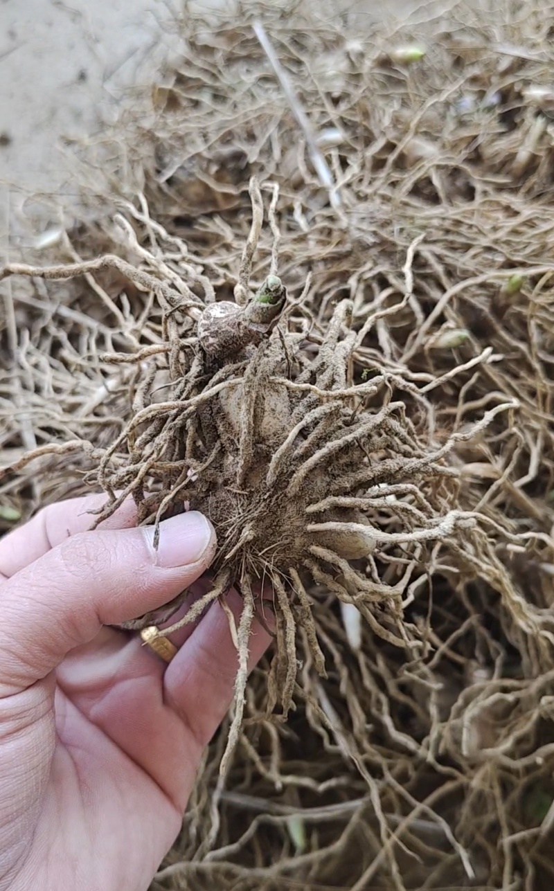 紫花三叉宽叶白及品种，现取现发