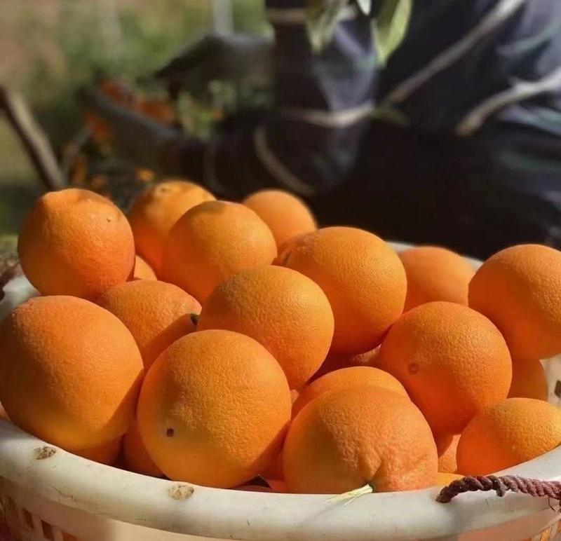 【推荐】湖北九月红脐橙，甜蜜多汁，供应市场商超电商