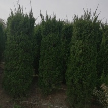 龙柏柱产地直发品质好需要的老板电话联系