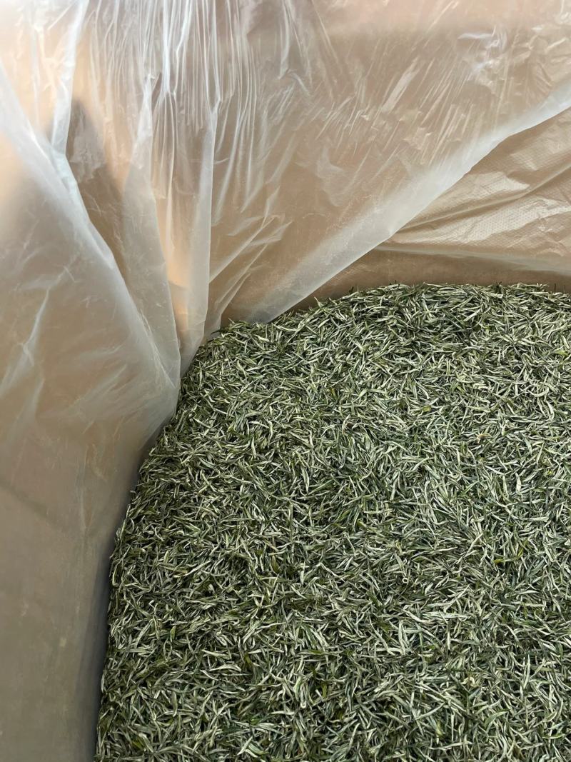【包邮】信阳毛尖正宗纯手工毛尖绿茶特级高山云雾绿茶浓香型