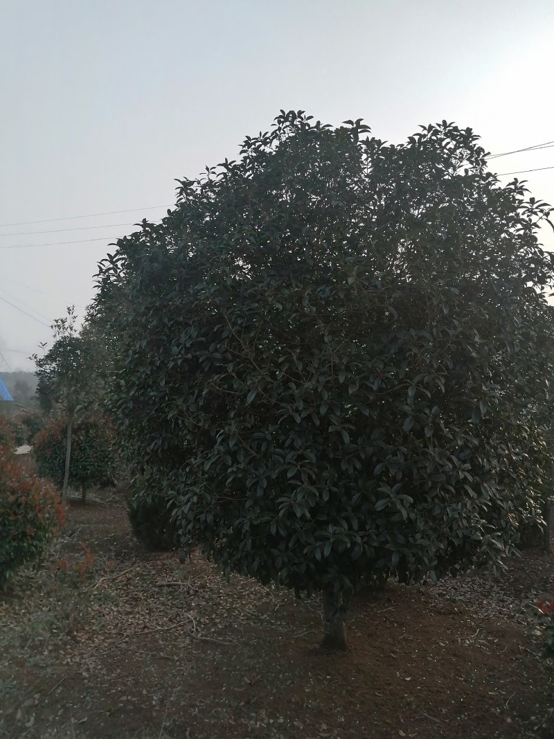 【热卖】桂花树，货量充足，好养活，产地直发欢迎选购
