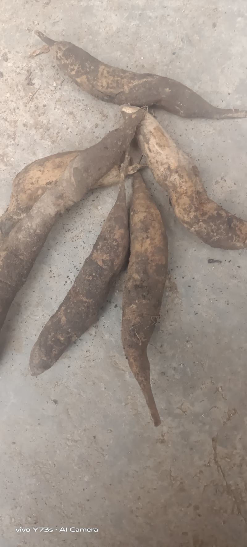 天冬鲜货精选品质保证价格美丽支持视频看货来电咨询