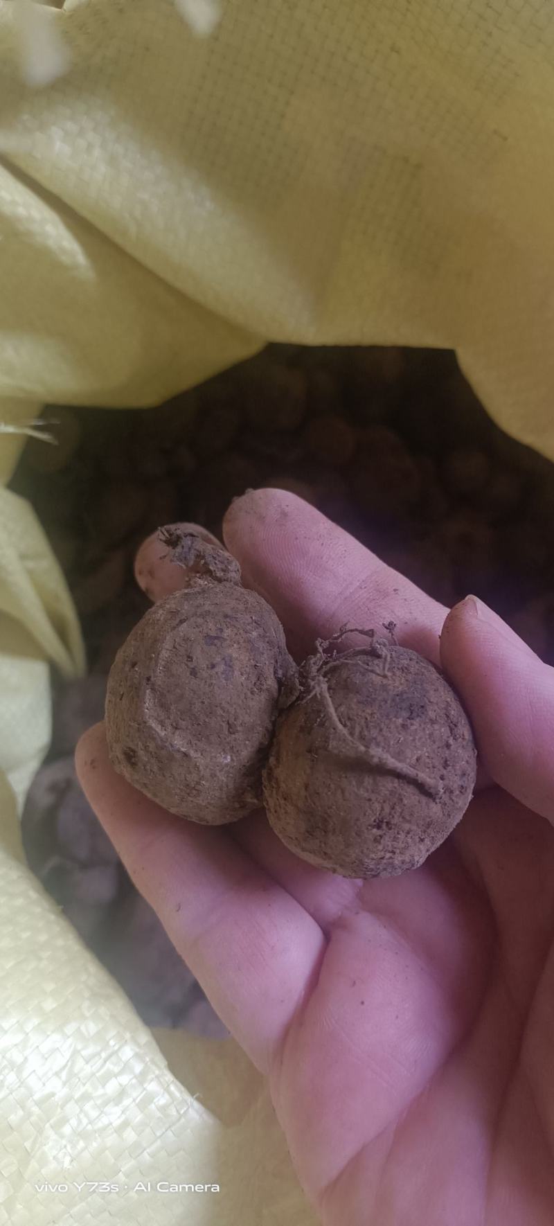 野生三叶青品质上乘价格优惠欢迎来电