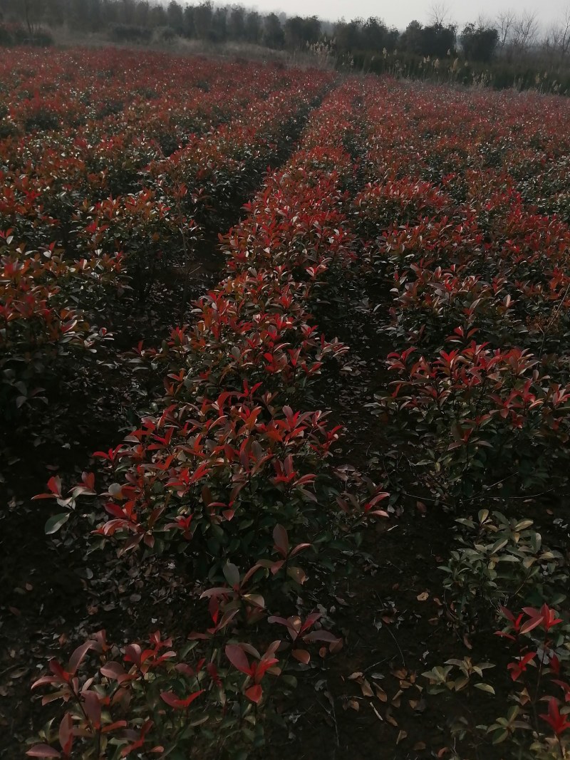 【热卖】石楠球，产地直发，货量充足，欢迎客户来电选购