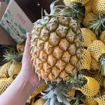 广东徐闻精品巴厘菠萝，对接大型批发商，可视频看货量大从优