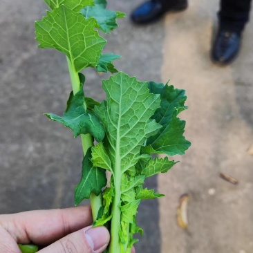 四川营山油菜苔