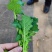 四川营山油菜苔