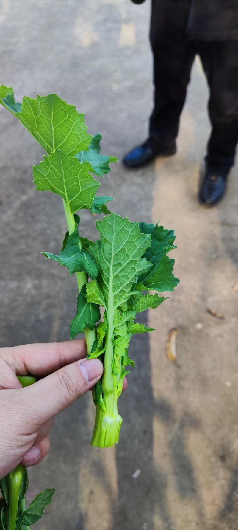 四川营山油菜苔