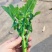 四川营山油菜苔