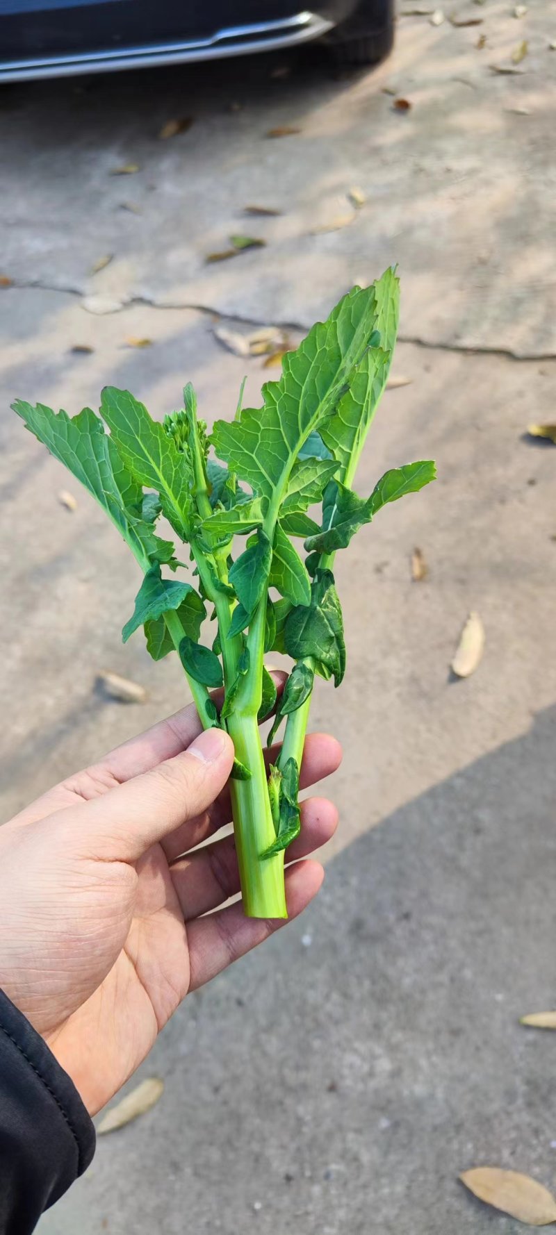四川营山油菜苔