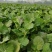四川营山油菜苔