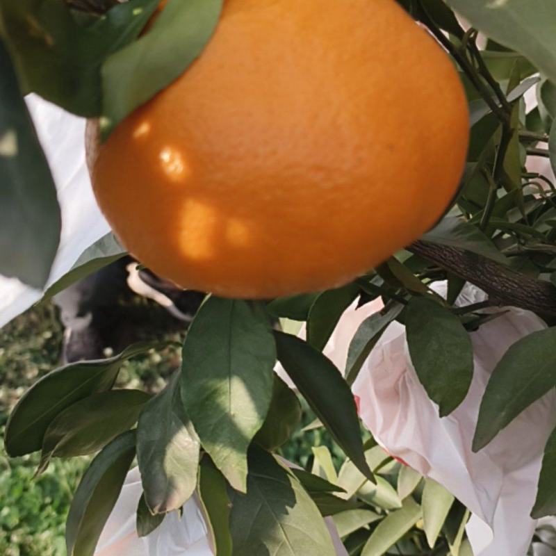 四川春见粑粑柑，产地直销，一手货源，规格齐全，质量保证