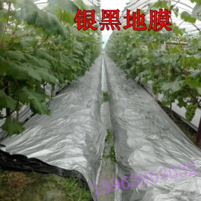 银黑地膜，反光上色，驱虫避害抑制杂草生长
