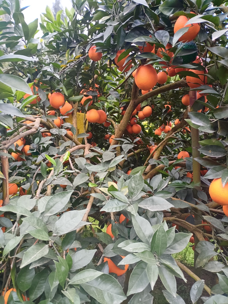 柳何尔橙子