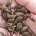 水蛭苗蚂蟥蚂蟥苗苗场直发可视频看货提供技术