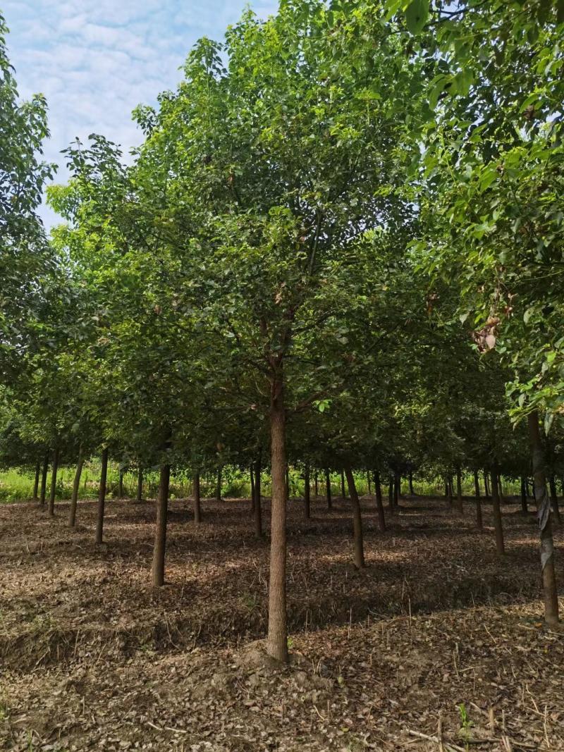 [热卖]湖北荆州香樟樟树绿化苗木种苗产地直发