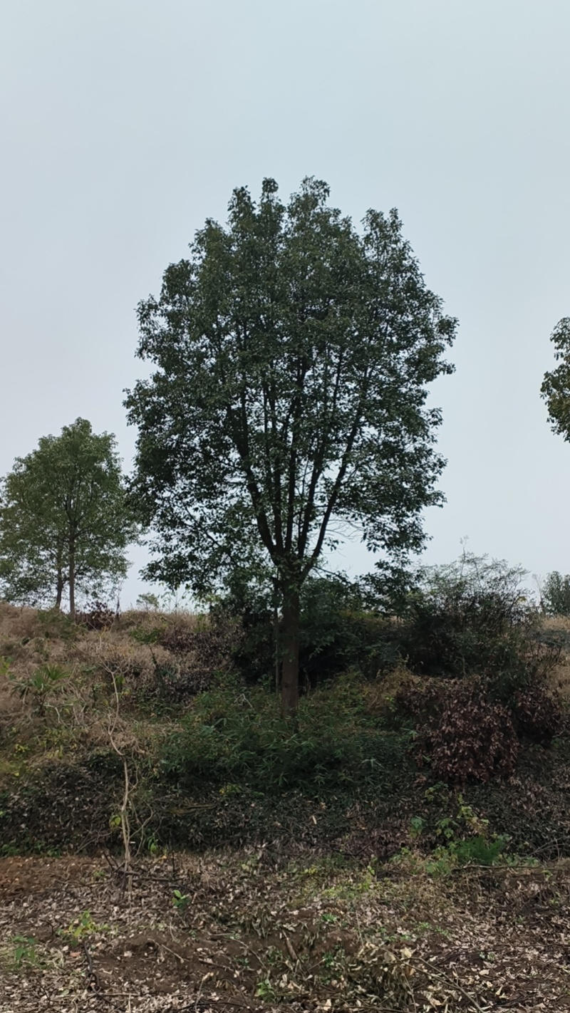 [热卖]湖北荆州香樟樟树绿化苗木种苗产地直发