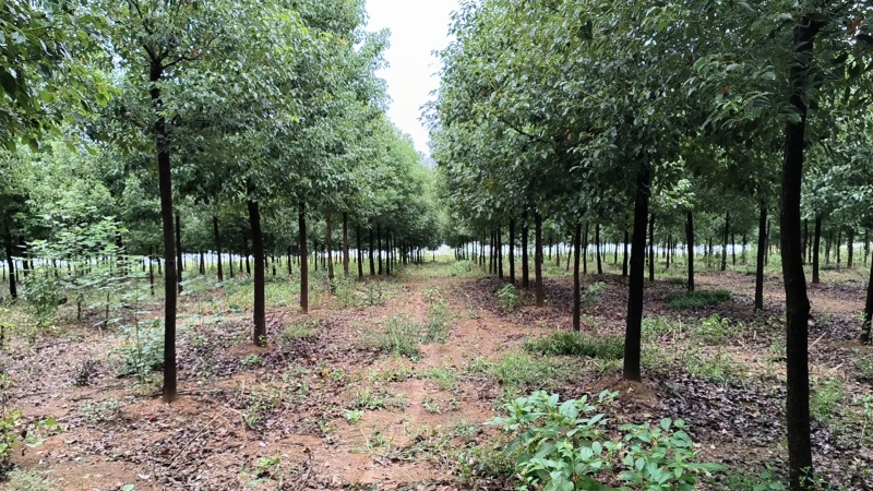 [热卖]湖北荆州香樟樟树绿化苗木种苗产地直发