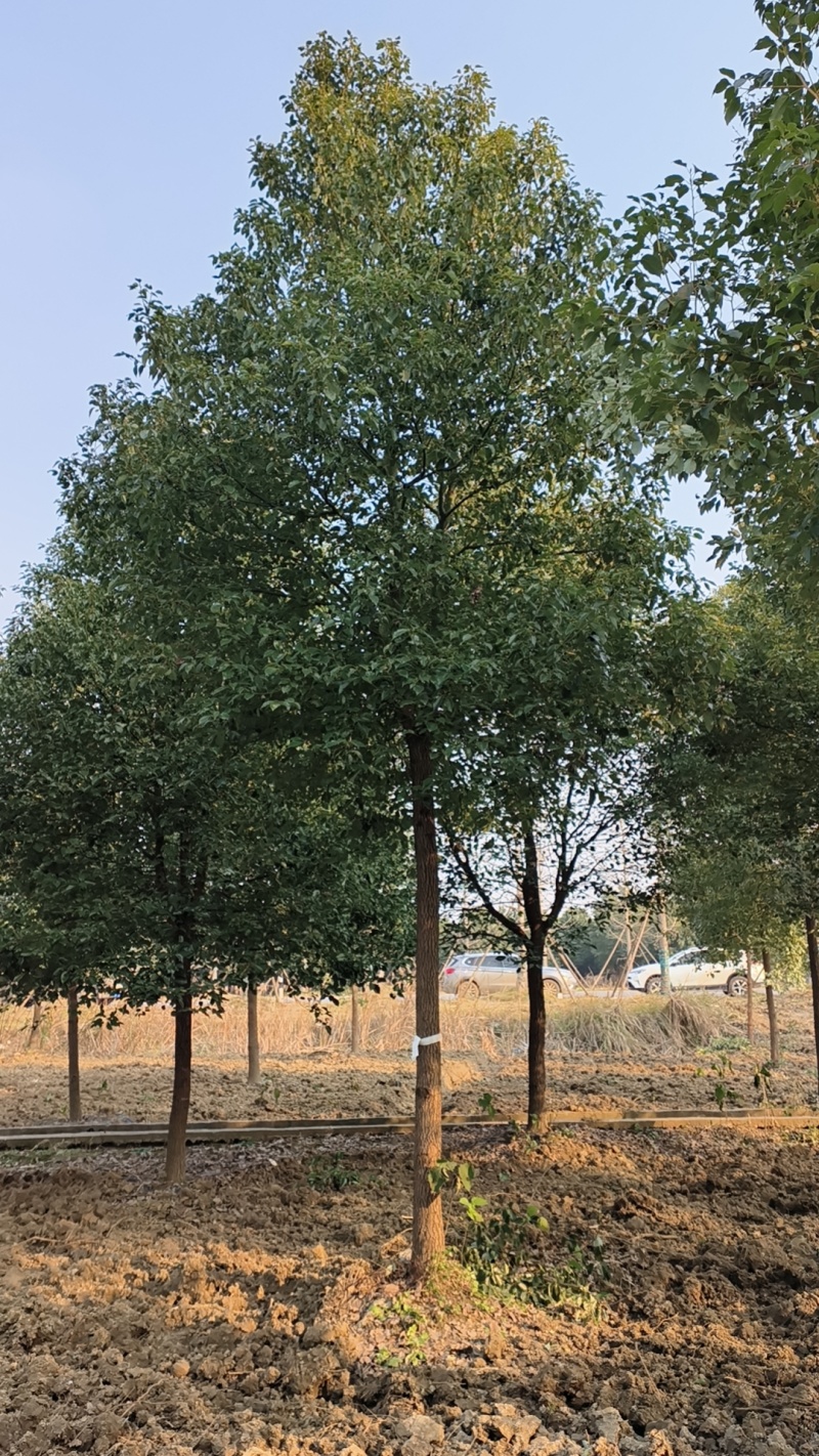 [热卖]湖北荆州香樟樟树绿化苗木种苗产地直发