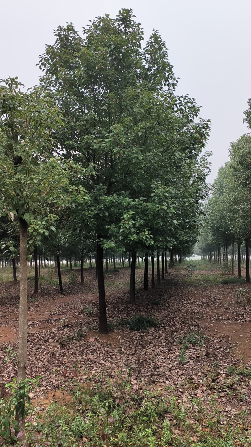 [热卖]湖北荆州香樟樟树绿化苗木种苗产地直发