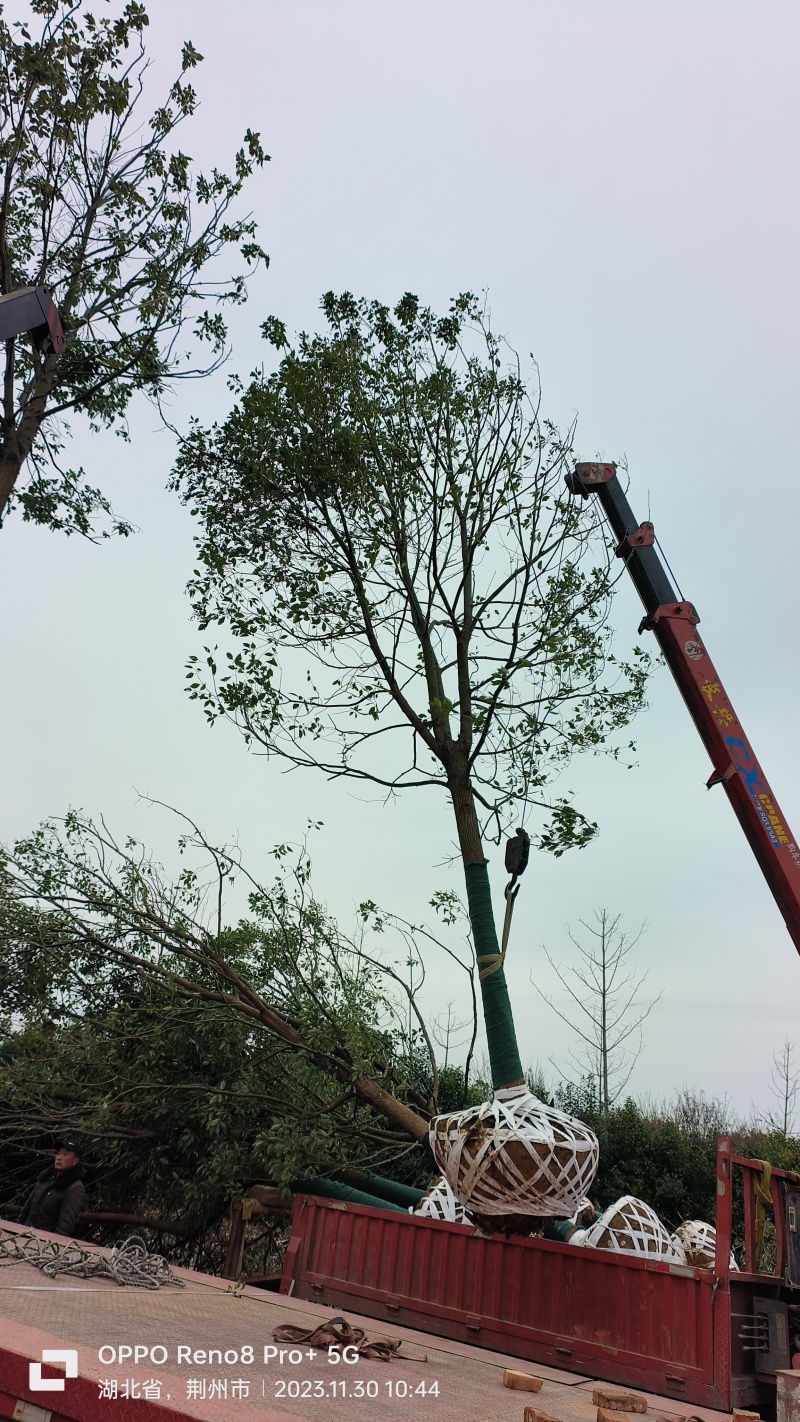 [热卖]湖北荆州香樟樟树绿化苗木种苗产地直发