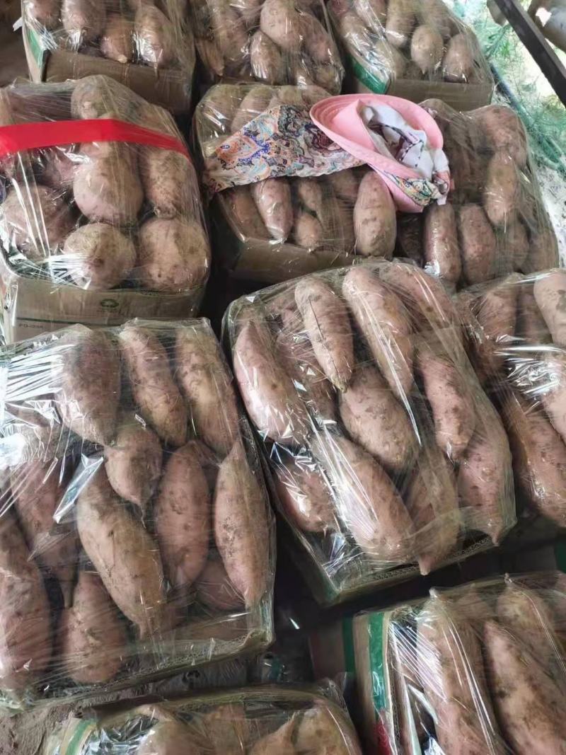 【周口精品龙九红薯】龙薯规格齐全，发往全国商超供应电商
