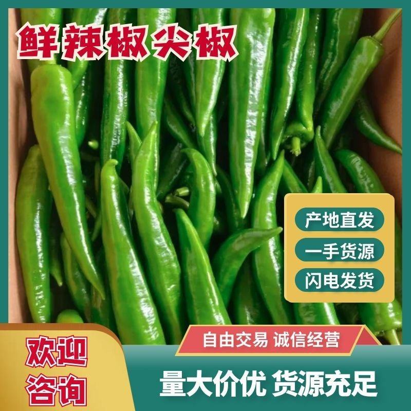 【优质】山东尖椒产地批发货源充足代发全国保质保量